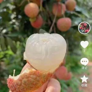 根子镇荔枝头像
