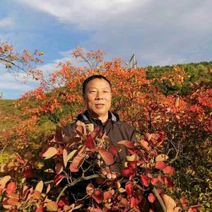 北极星豫西头像