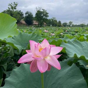直爽星星qO头像