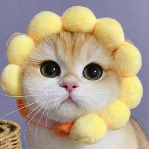 喵喵小布头像
