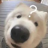 象牙山之虎头像