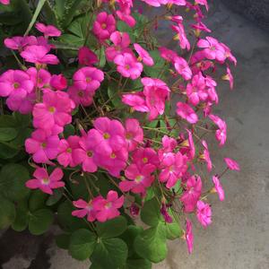 花豆豆头像