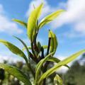 解忧茶货铺头像