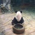 黑熊啦啦啦头像