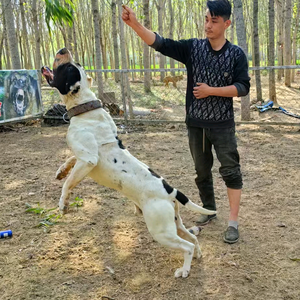 刘老四猛犬繁育头像