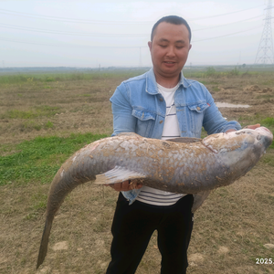 明仔路亚头像