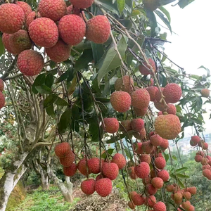 荔枝果园头像
