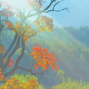 好奇心害死猫 头像