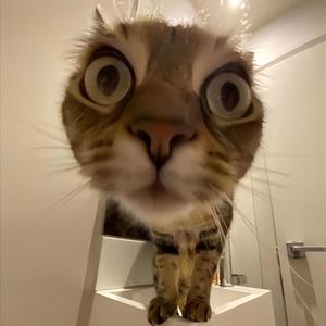 花猫追剧头像