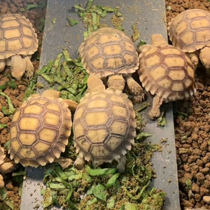 一顾头像