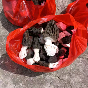 边考编边种羊肚菌头像