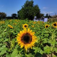 春风秋雨两相宜头像