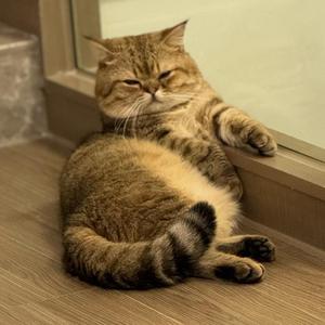 博学多才的虎仔猫头像