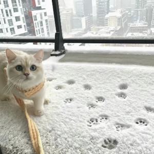 小猫哼哼头像