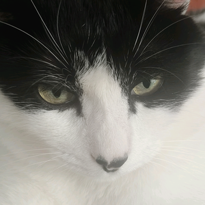 猫猫头像