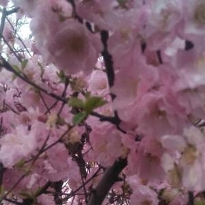 野娜塔莉头像