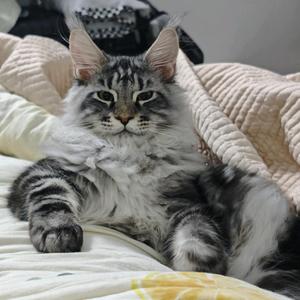 朱朱朱（猫猫岁岁版）头像