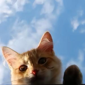 星光下的猫咪头像
