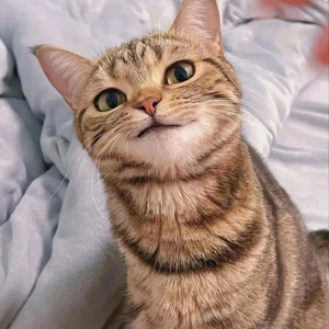 猫狗大战头像