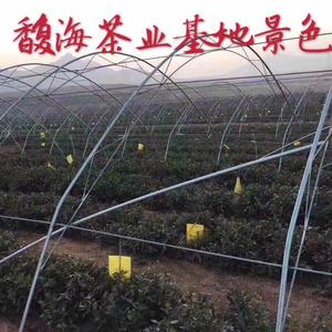 烟台一茶农头像