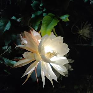 昙香韵头像