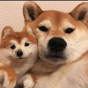 卡维头像