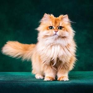 小赵看剧头像