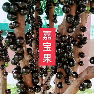 嘉宝果种植小技巧头像