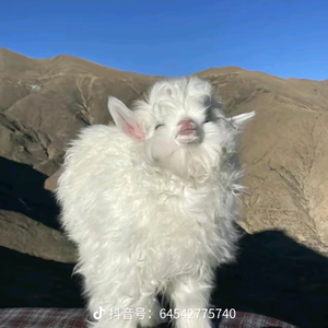 淡泊爱生活的小确幸头像
