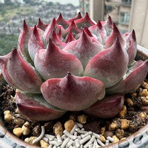 樱花雨08708头像
