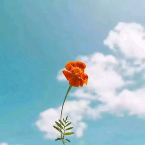 氢氧化钙头像