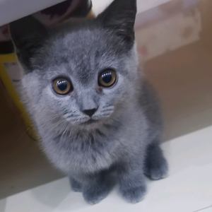 晚风与猫头像