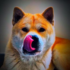 中华田园犬【三台犬舍】头像
