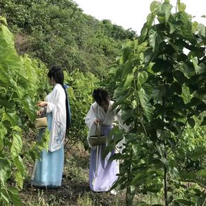 西安地瓜头像