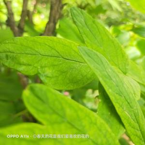 茶余饭后唠点啥头像