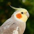 畅谈说吧头像