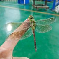 发财阿勒泰9r4头像