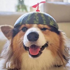 一只小飞鸽头像