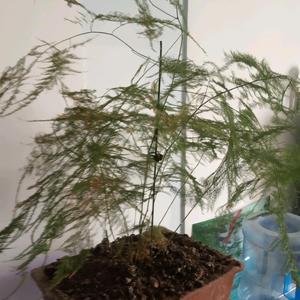 风度头像
