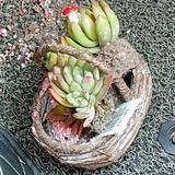 锐宝aaa头像