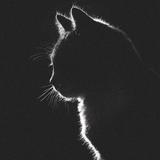 csr2游戏日常头像