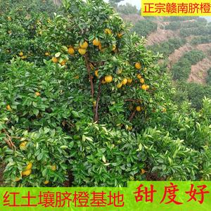 理想0797头像