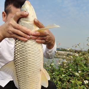 小余钓大鱼头像