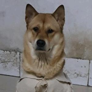 LR小七（边牧家族）头像
