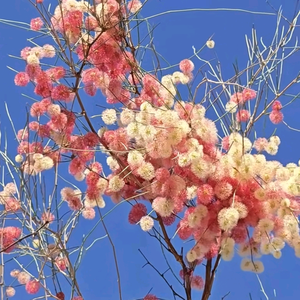 归来小院民宿小张头像