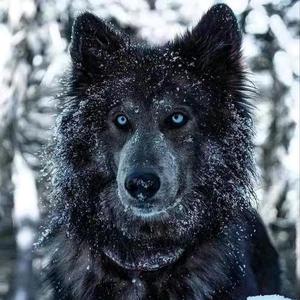 安逸雪梨R头像