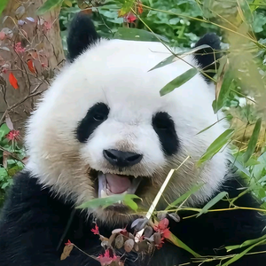 AOV白叔叔头像
