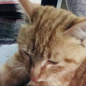 一口猫条不够吃头像