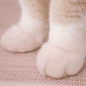大猫奇遇记头像