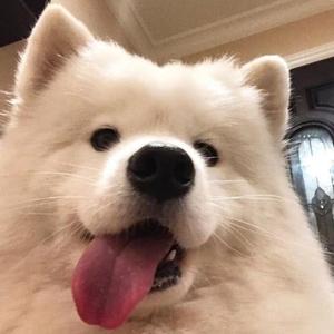 听风头像